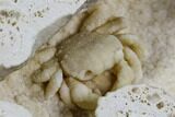 Fossil Crab (Potamon) Preserved in Travertine - Turkey #112337-5